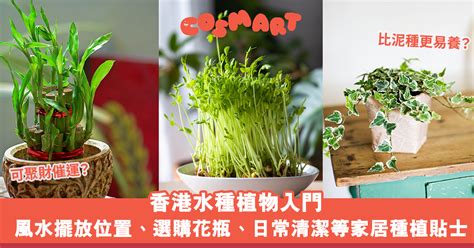 水槿種植|風水大師揭秘：水槿擺放位置